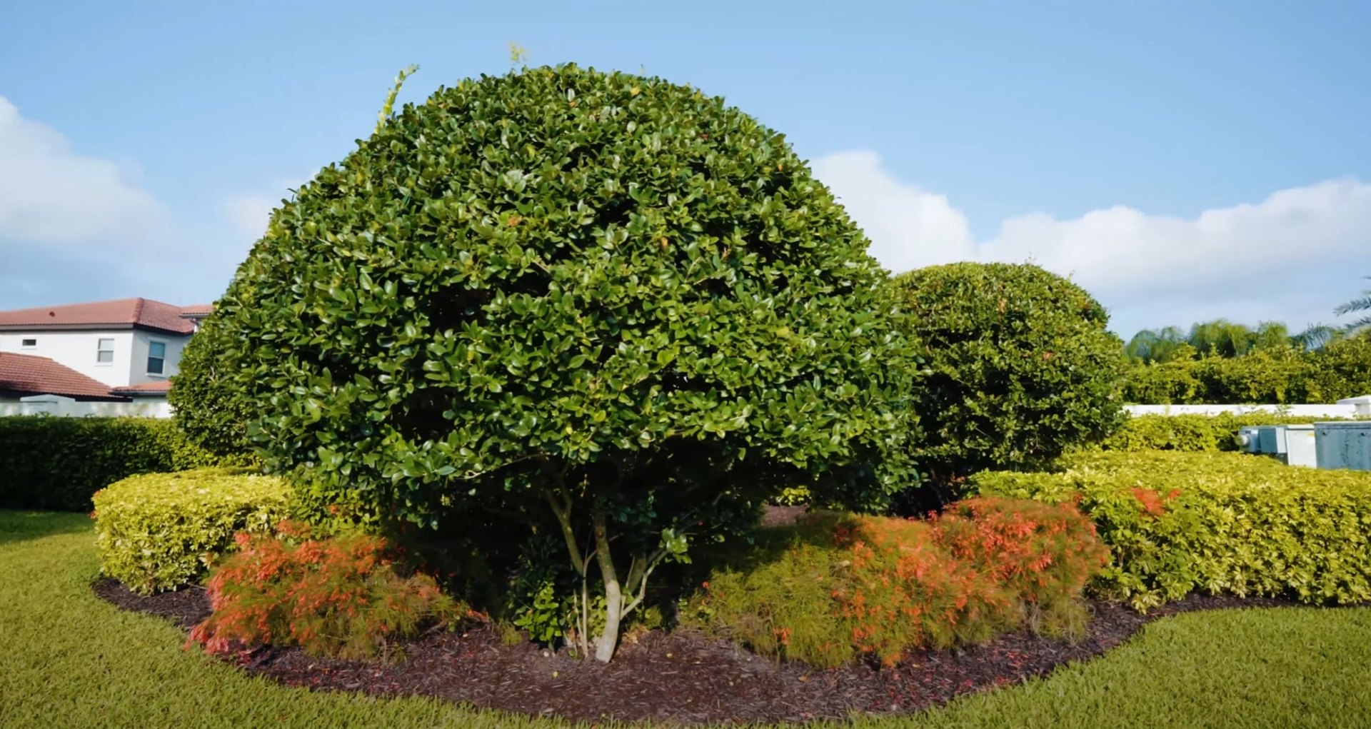 Tree & Shrub Maintenance Services Professionally maintained large topiary tree with colorful fall foliage landscaping